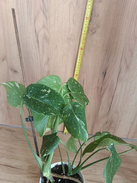 Monstera thai constelation noid