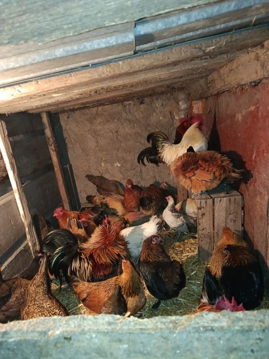 Курочки бентамочки инкубационное яйцо