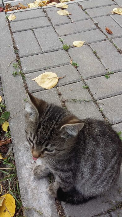 Отдам котят мальчик и девочка