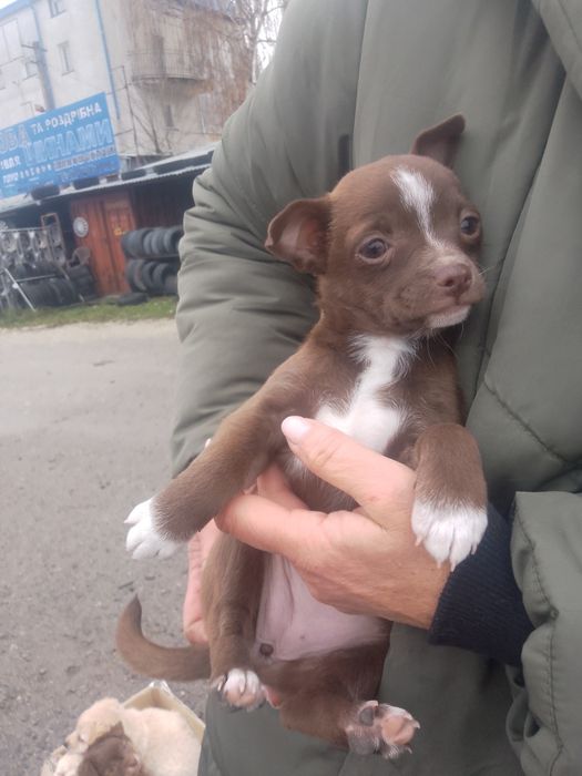 Цуцики чихуахуа 2місячні