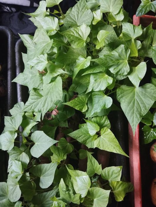 Батат ростки 3сорта