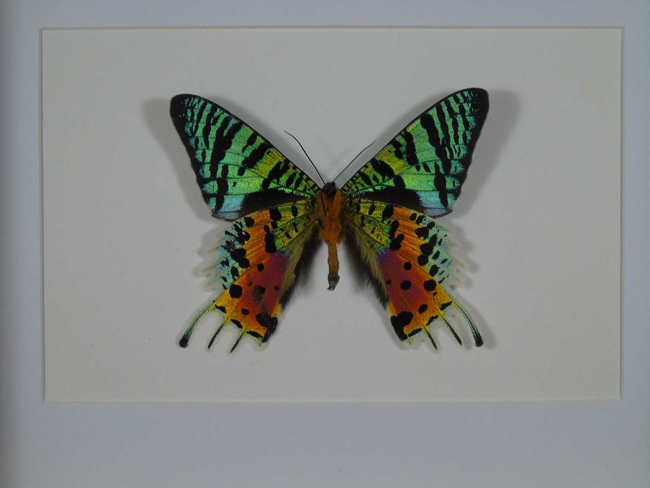 Motyl w ramce 22x17cm . Urania ripheus - madagaskar .