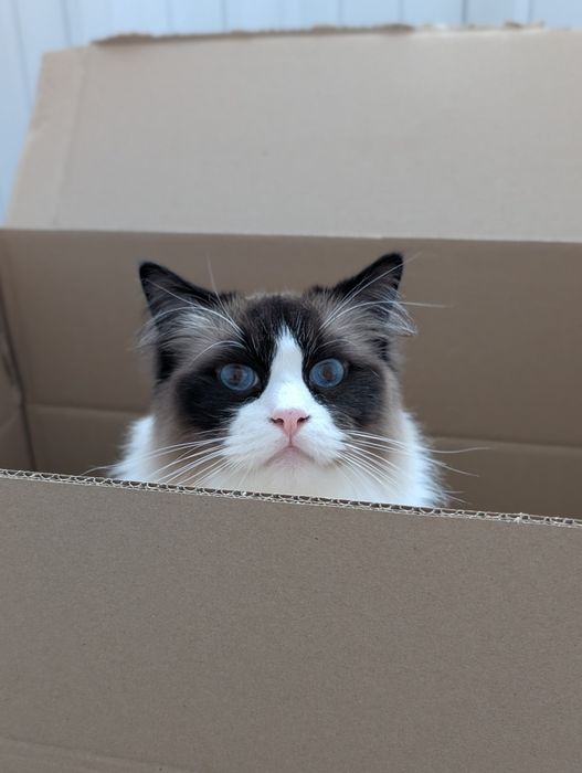 Kot ragdoll 4 letni