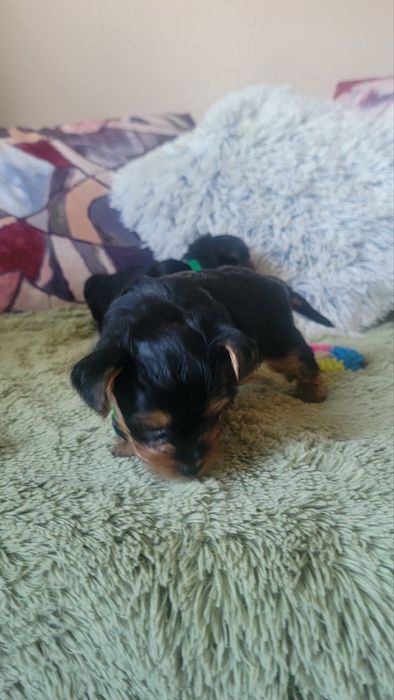 Продаються цуценята міні Йоркшир-терєр