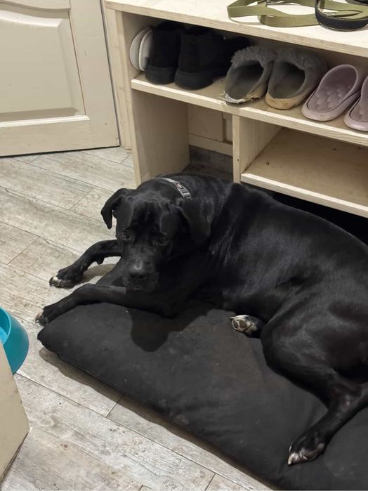 Отдаём собаку в хорошие руки