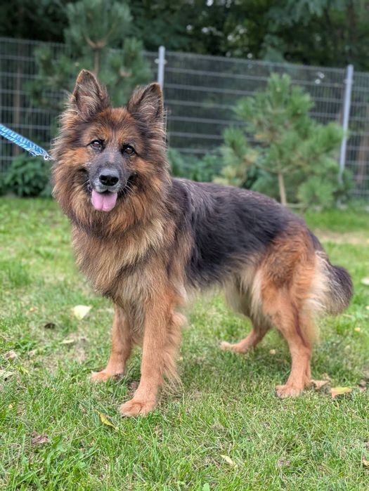 Owczarek niemiecki do adopcji! Pokochaj cudowną Brambe!