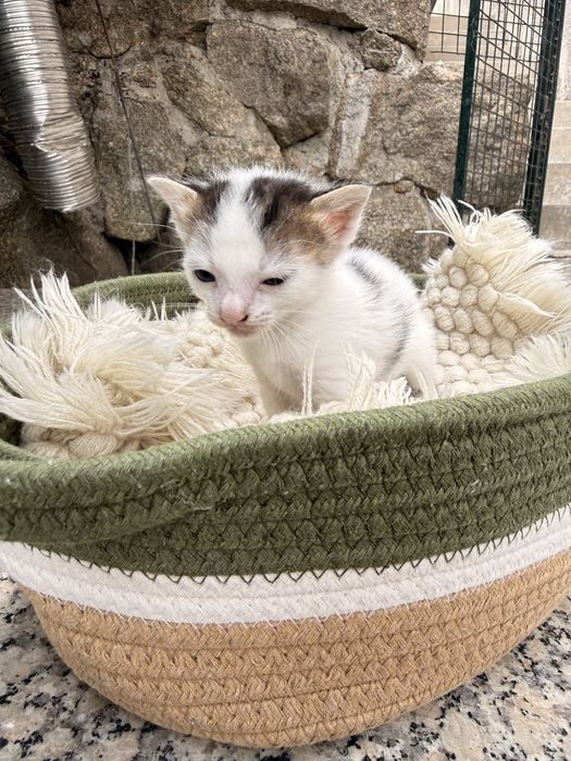 Gatinhos bebes para adocao responsavel