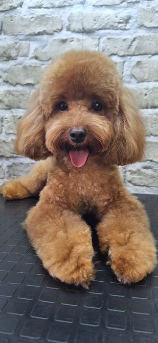 Грумінг.Київ Дарницький,Дніпровський| Груминг Киев:Стрижка,