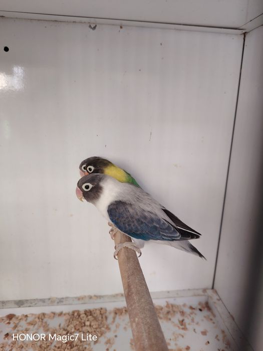 Agapórnis personatus