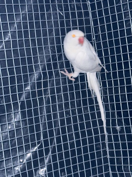 Vendo casal de ring necks de 2024