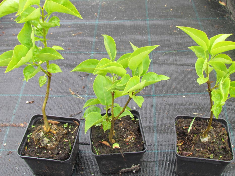 HORTENSJA Hydrangea  -  RÓŻANECZNIK Rhododendron  Lilak - Doniczka p-9