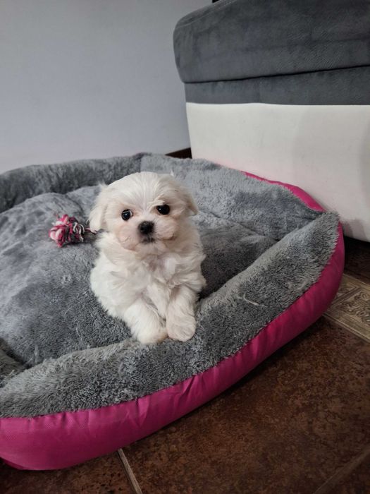 Maltańczyki z Domowej Hodowli