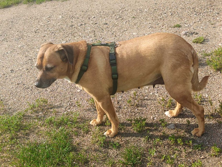 Oddam psa sunia kundelek