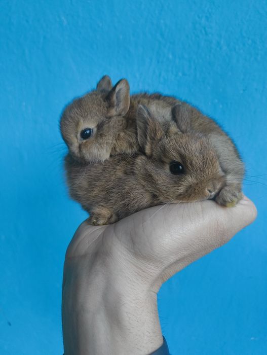 Kròlik miniaturka