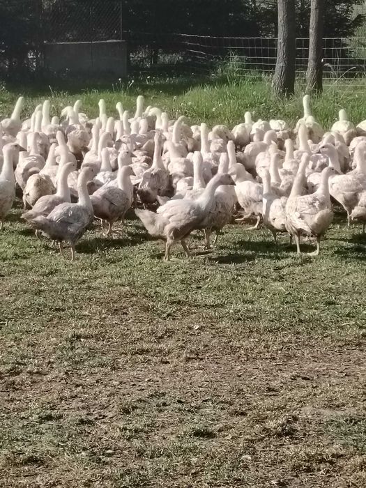 Witam mam do zaoferowania Tuszki gęsi koludzkiej