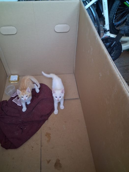 Dois gatinhos para adoção