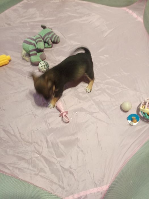 Чудові малюки у родину