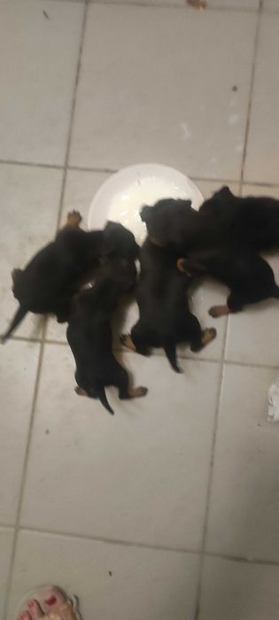 Цуцики цвергпінчера 1,5 місяця