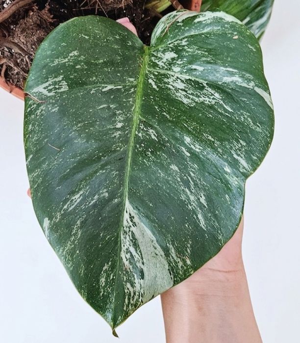 Monstera variegata