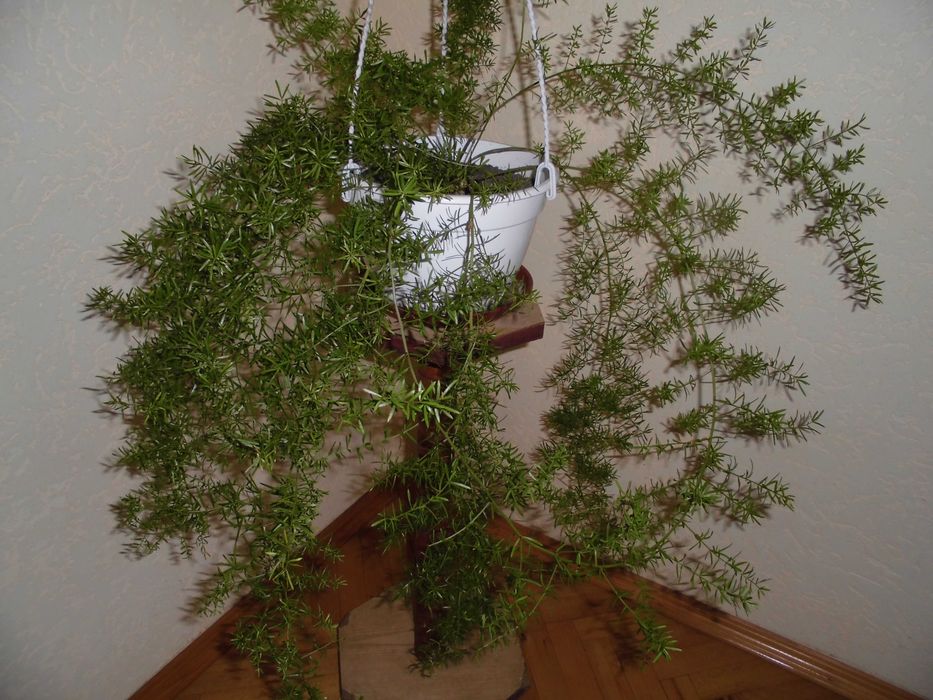 Квітка аспарагус