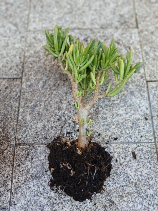 Suculenta orelhas de shreck