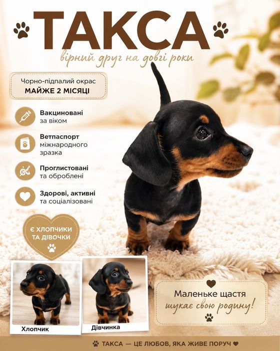 Гарні цуценята такси