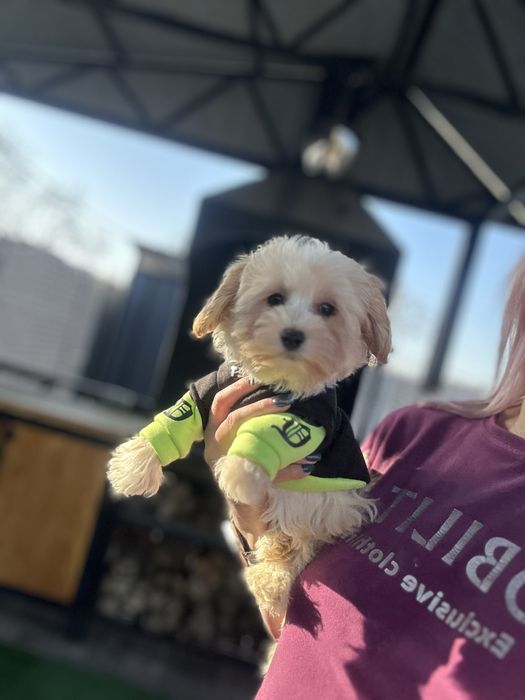 Мальтипу милый малыш