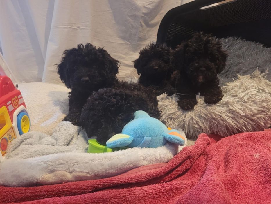 Maltipoo suczka Warszawa pudel maltańczyk