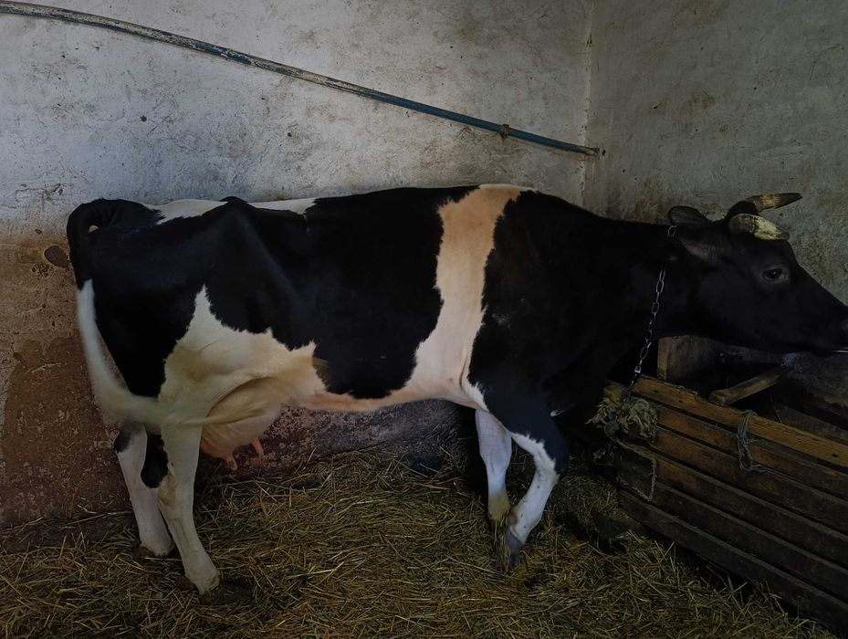 Продаж, Молочної корови.Вік 8 років