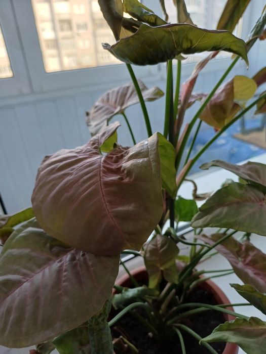 Продам вазон 480гр