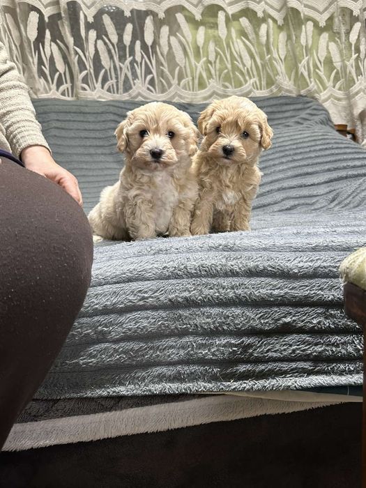 Хлопчики мальтіпу