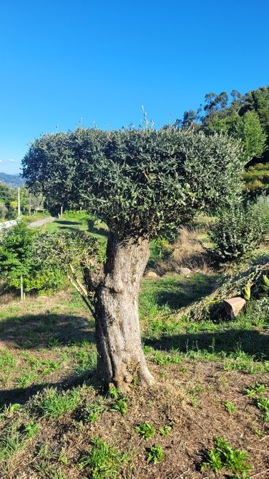 Oliveiras de Jardim