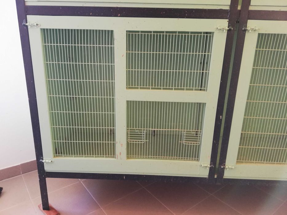 Voadeira Artesanal Robusta para Aves – Preço Reduzido!