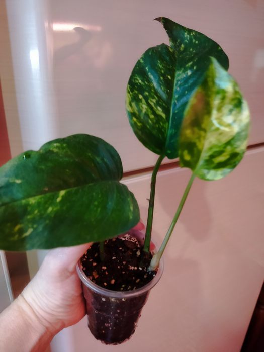 Эпипремнум пинатум Голдфингер, эпипремнум Марбл вариегата