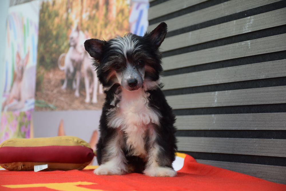 Chinese Crested Dog - Variedade com pelo