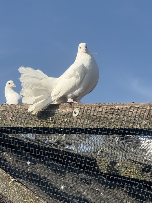 Pawik ,pawiki  ,samce i samice