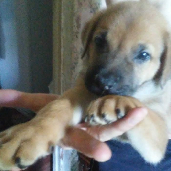 Цуценята суміш Пітбуль та Малинуа
