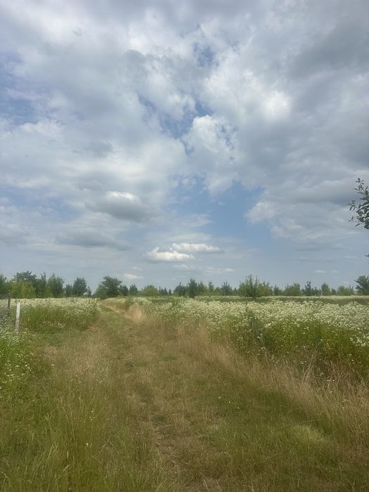 Продам земельну ділянку в Бохониках