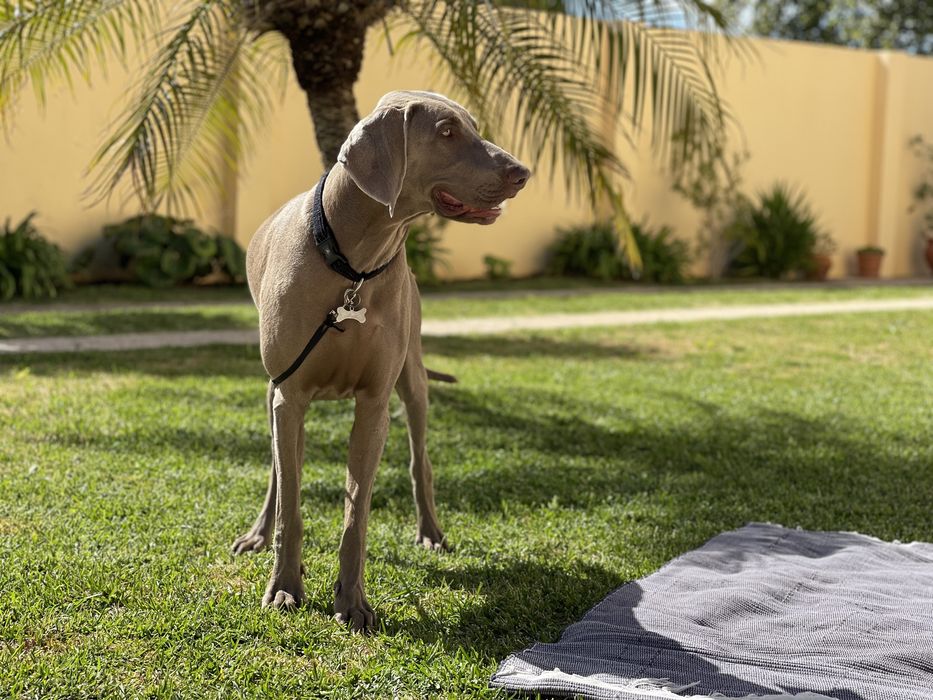 Weimaraner acasalamento