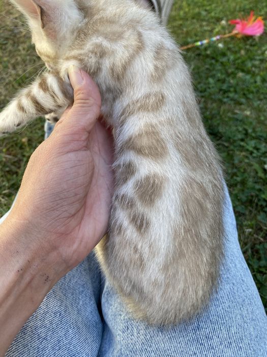Сніжні котики в люблячу родину