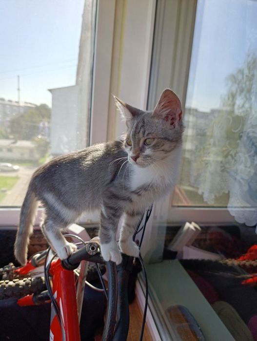 Кіт. Котик. Кошеня.