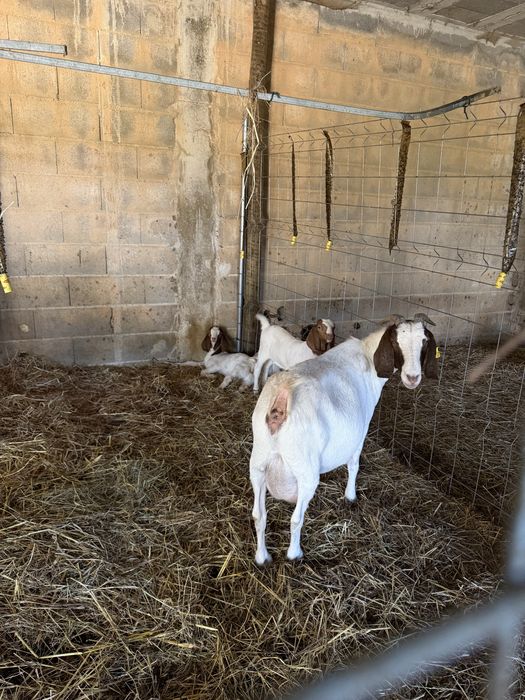 Cabras boer para venda