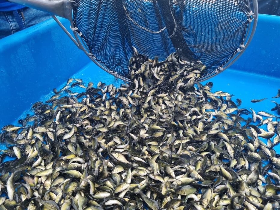 Karp narybek letni