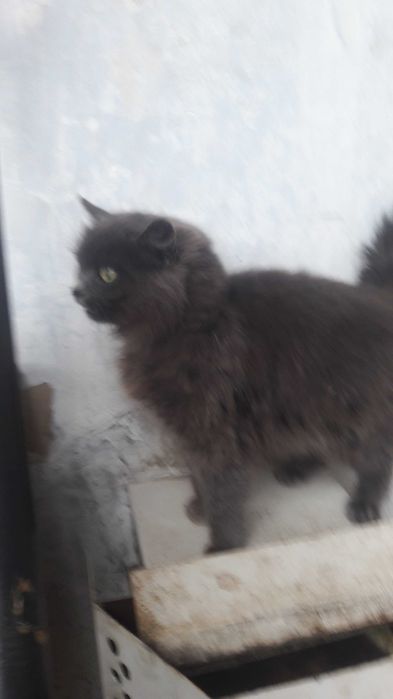 Попиляста кішка 6 міс