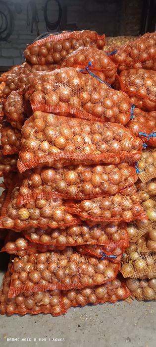Cebula sprzedam 15 kg worek