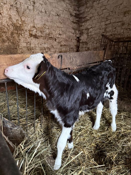 Sprzedam cielaka jałoszkę