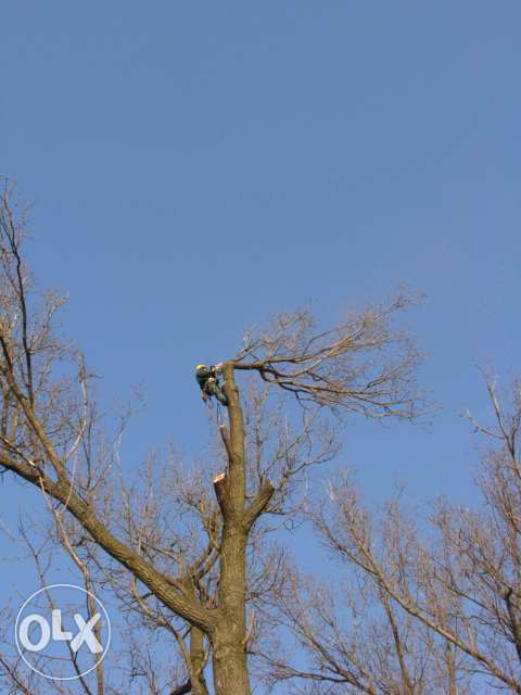 Wycinka drzew trudnych i niebezpiecznych