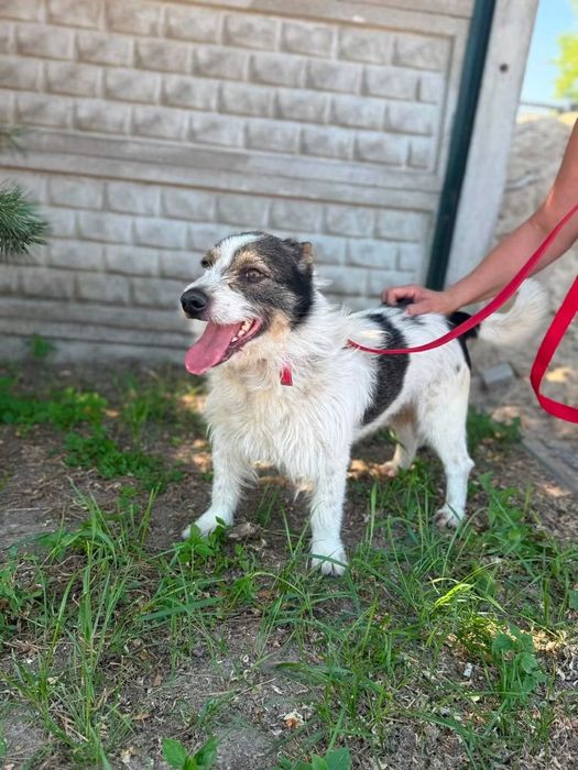 2-letni,nieduży Ups poleca się do adopcji