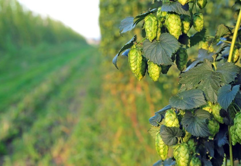 20 Sementes de Lupulo - Humulus lupulus