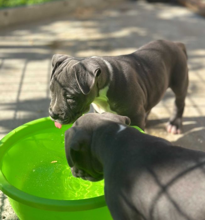 АСТ АМСАТФФ цуценя Щенки амстафф АСТ Стаффордширський тер'єр